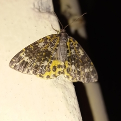 Arichanna sparsa