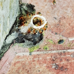 Tetragonisca angustula