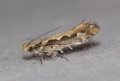 Ornativalva erubescens
