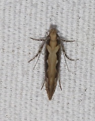 Ornativalva erubescens