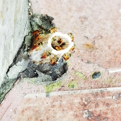 Tetragonisca angustula