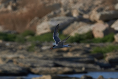 Sterna hirundo