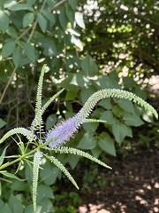 Veroniceae