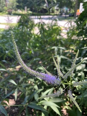 Veroniceae