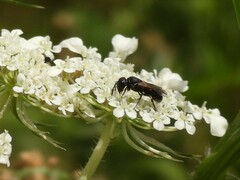 Hylaeus