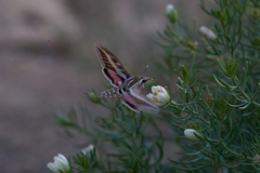Hyles livornica