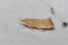 Ypsolopha cervella