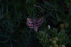 Hyles livornica