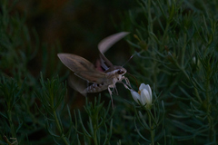 Hyles livornica