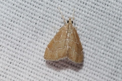 Stegea salutalis