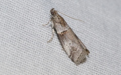 Acrobasis comptella