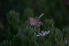 Hyles livornica