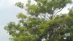 Tabebuia rosea