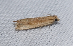 Bactra verutana