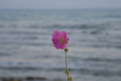 Alcea rosea