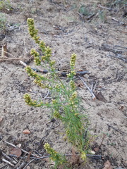 Artemisia palustris
