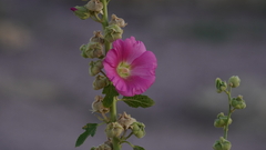 Alcea rosea
