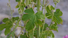 Alcea rosea
