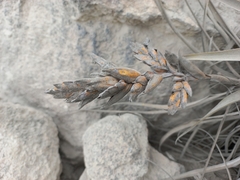 Tillandsia latifolia