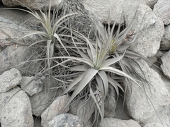 Tillandsia latifolia