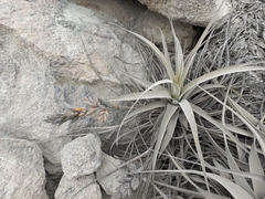 Tillandsia latifolia
