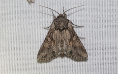 Lacinipolia acutipennis