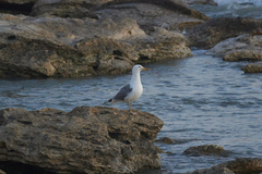 Larus cachinnans