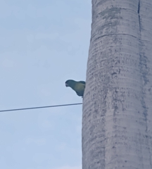 Psittacara holochlorus