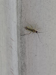 Campyloneura virgula