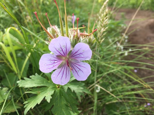 Geranium erianthum iNat (2)