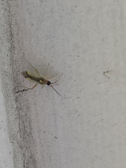 Campyloneura virgula