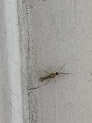 Campyloneura virgula