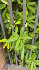 Rhododendron
