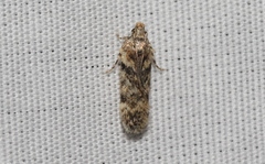 Aroga elaboratella