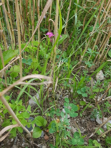 Atocion armeria