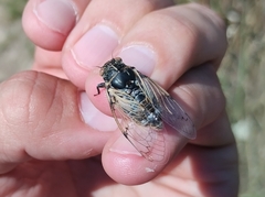 Cicadatra platyptera