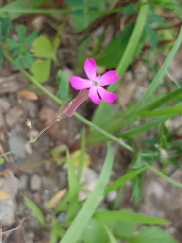 Atocion armeria