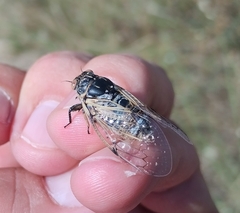 Cicadatra platyptera