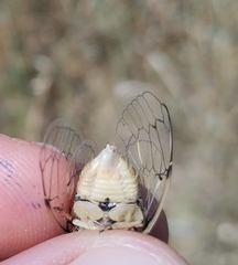 Cicadatra platyptera