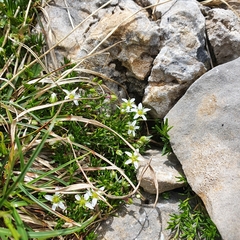 Moehringia ciliata