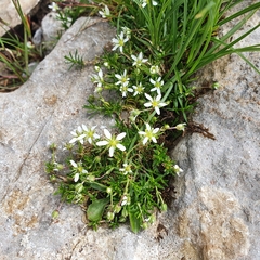 Moehringia ciliata