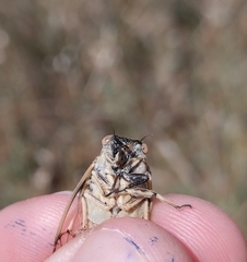 Cicadatra platyptera