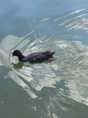 Fulica atra