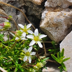 Moehringia ciliata