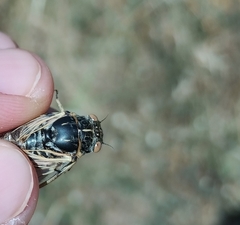 Cicadatra platyptera