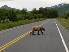 Ursus arctos middendorffi