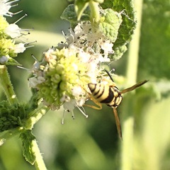 Euodynerus variegatus