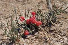 Ephedra distachya