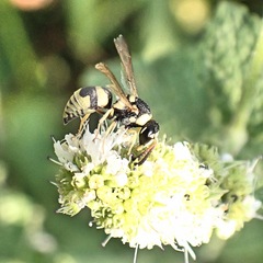 Euodynerus variegatus