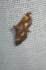 Syngamia falsidicalis